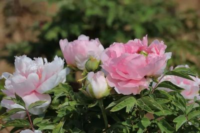 合澗鎮(zhèn) 洪谷牡丹香滿園，芍藥爭艷春意濃