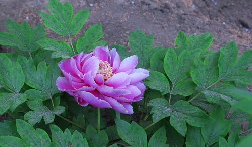 牡丹花開(kāi)，苗木生機(jī)